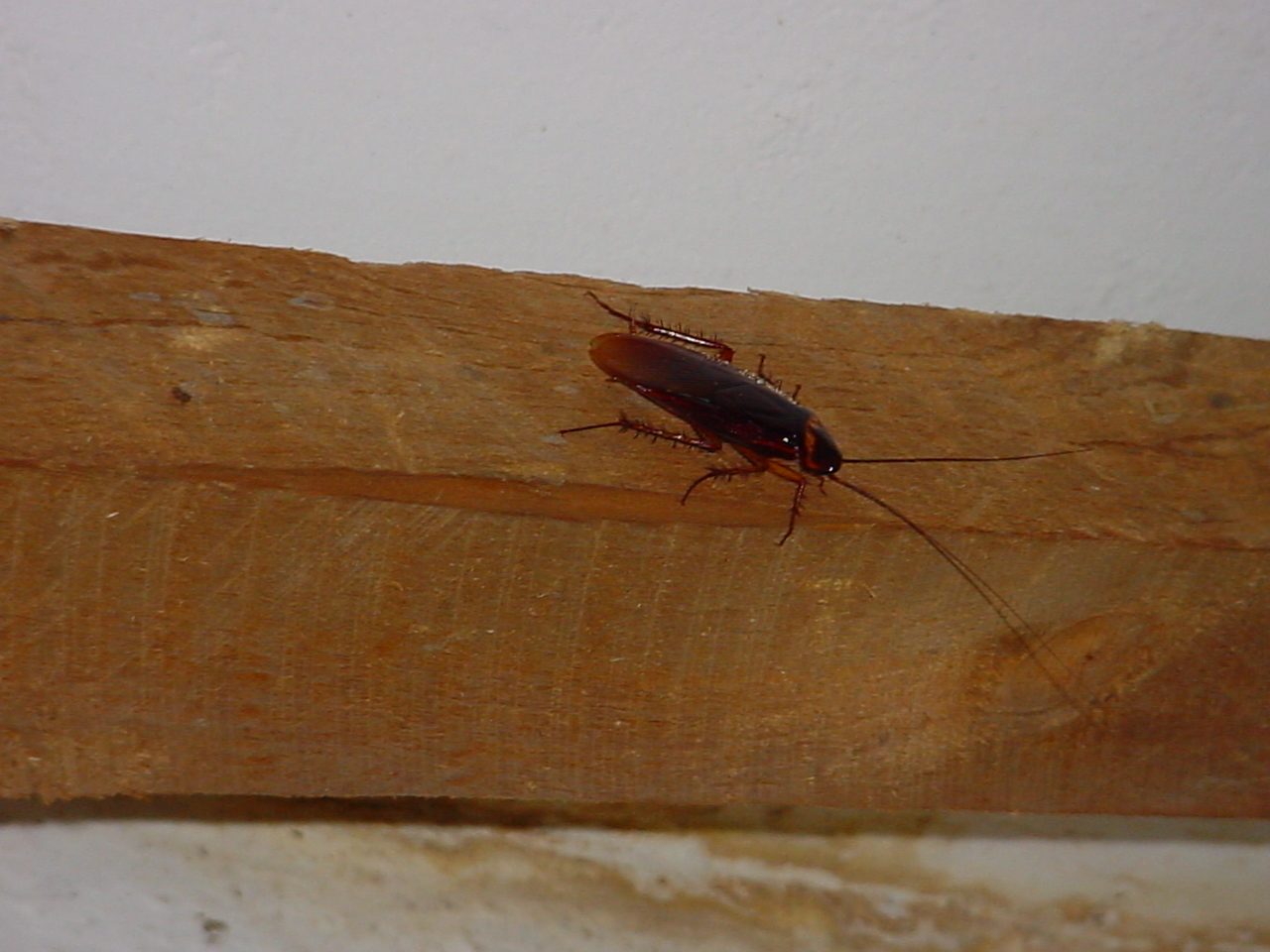 Cucaracha trepando por una viga de madera, una plaga común en hogares de La Plata